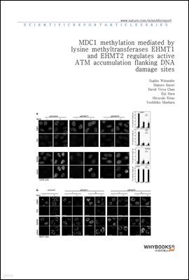 MDC1 methylation mediated by lysine methyltransferases EHMT1 and EHMT2 regulates active ATM accumulation flanking DNA damage sites