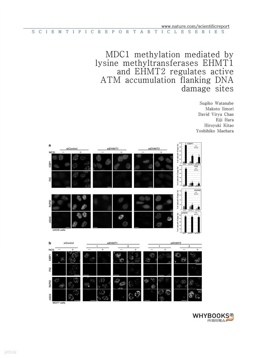 MDC1 methylation mediated by lysine methyltransferases EHMT1 and EHMT2 regulates active ATM accumulation flanking DNA damage sites