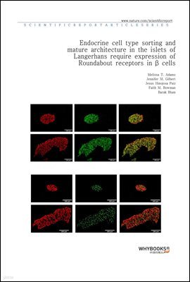 Endocrine cell type sorting and mature architecture in the islets of Langerhans require expression of Roundabout receptors in  cells
