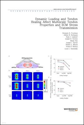 Dynamic Loading and Tendon Healing Affect Multiscale Tendon Properties and ECM Stress Transmission