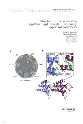 Structure of the replication regulator Sap1 reveals functionally important interfaces