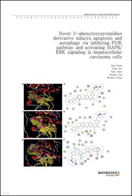 Novel 2-phenyloxypyrimidine derivative induces apoptosis and autophagy via inhibiting PI3K pathway and activating MAPKERK signaling in hepatocellular carcinoma cells