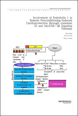 Involvement of Endothelin 1 in Remote Preconditioning-Induced Cardioprotection through connexin 43 and AktGSK-3 Signaling Pathway