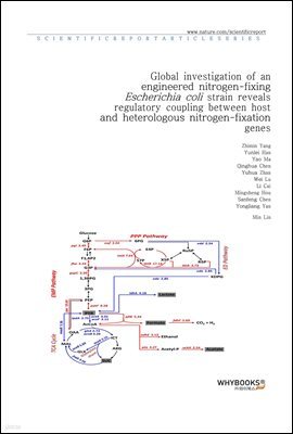 Global investigation of an engineered nitrogen-fixing Escherichia coli strain reveals regulatory coupling between host and heterologous nitrogen-fixation genes