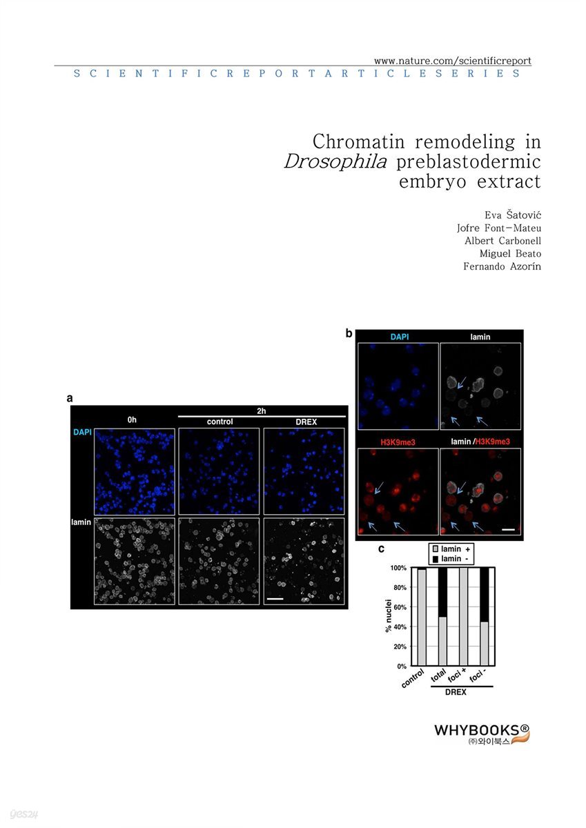 Chromatin remodeling in Drosophila preblastodermic embryo extract