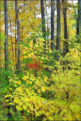 2019 Weekly Planner Nature Late Autumn 134 Pages: (notebook, Diary, Blank Book)