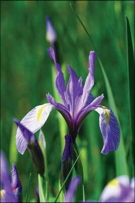 Wild Blue Iris Journal