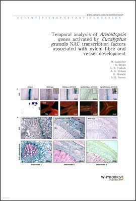 Temporal analysis of Arabidopsis genes activated by Eucalyptus grandis NAC transcription factors associated with xylem fibre and vessel development