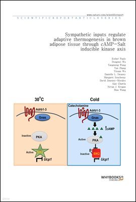 Sympathetic inputs regulate adaptive thermogenesis in brown adipose tissue through cAMP-Salt inducible kinase axis