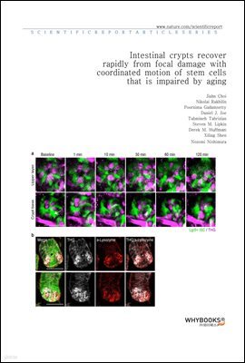 Intestinal crypts recover rapidly from focal damage with coordinated motion of stem cells that is impaired by aging