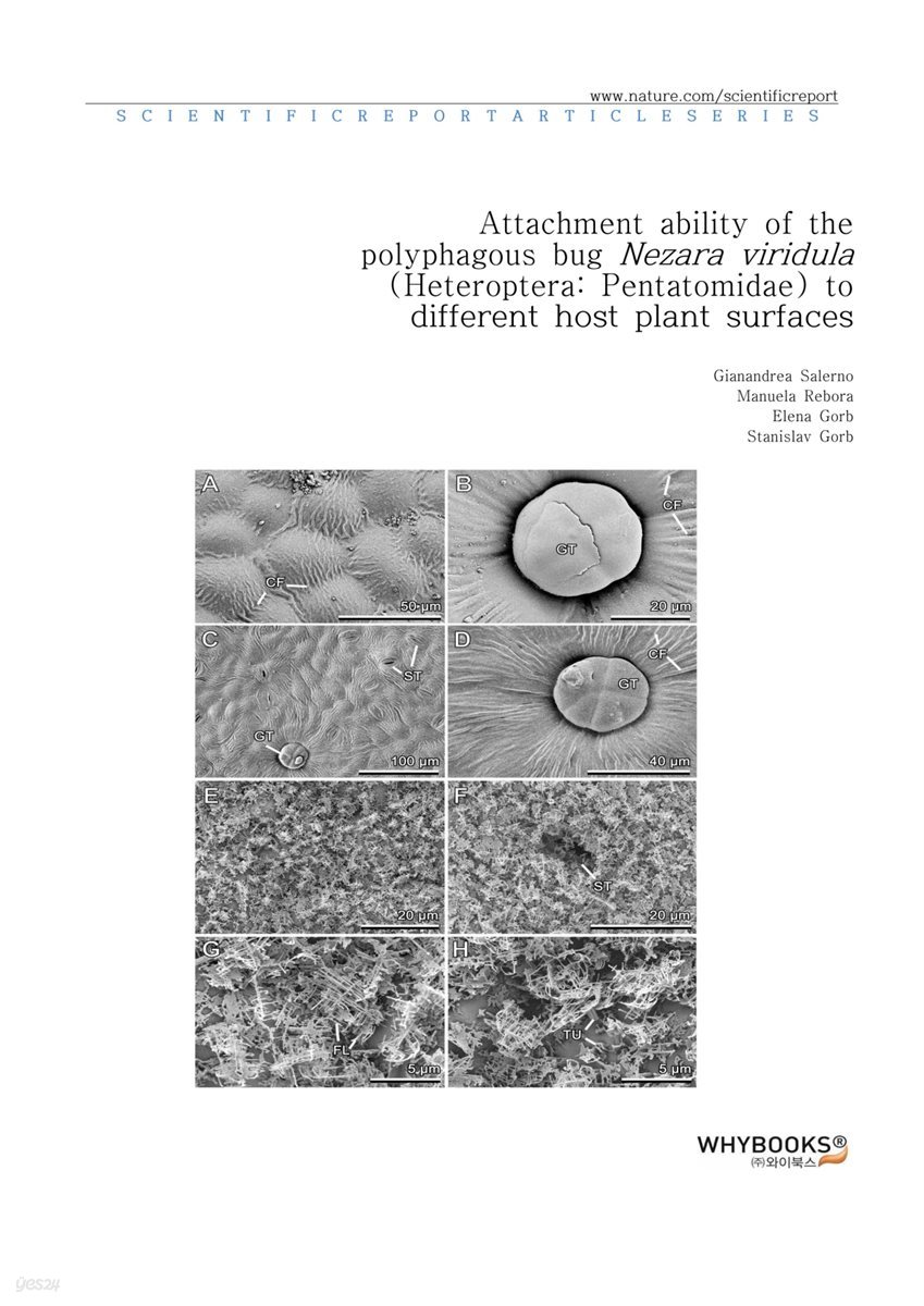 Attachment ability of the polyphagous bug Nezara viridula (Heteroptera Pentatomidae) to different host plant surfaces