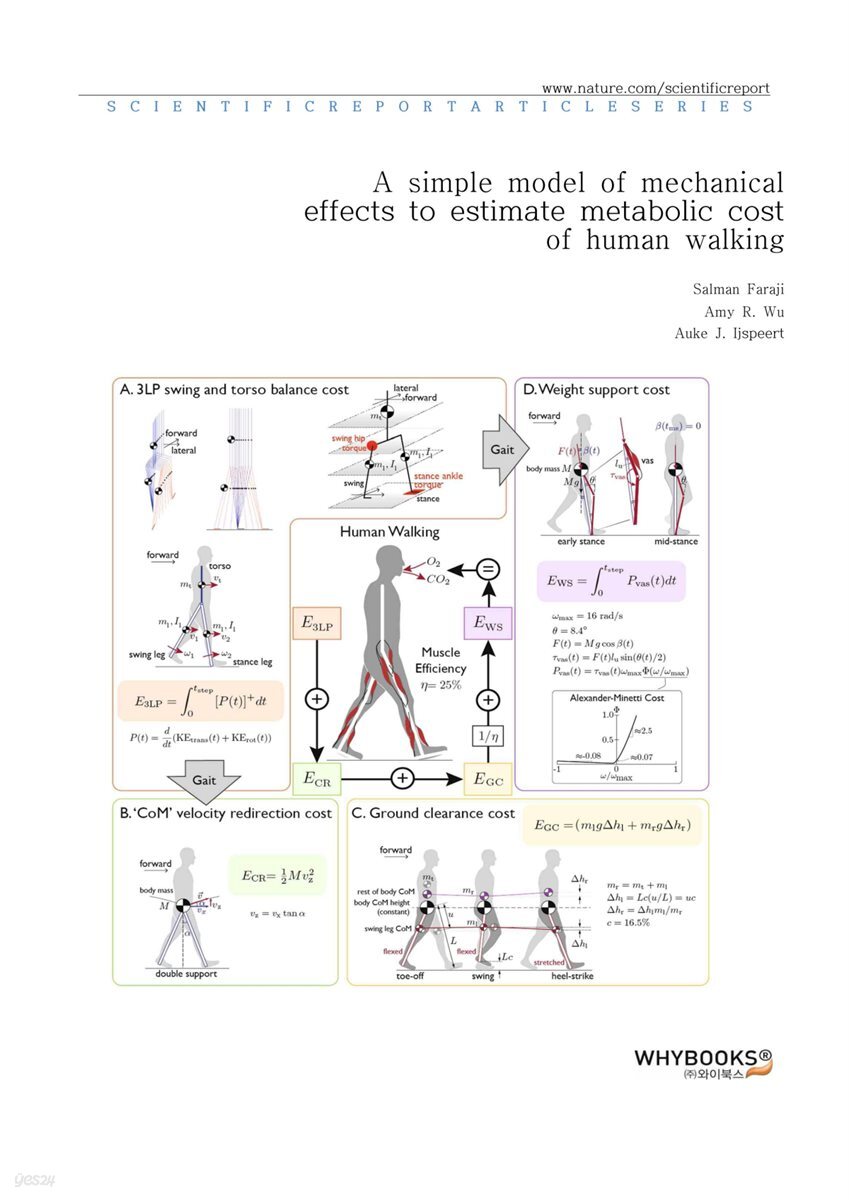 A simple model of mechanical effects to estimate metabolic cost of human walking