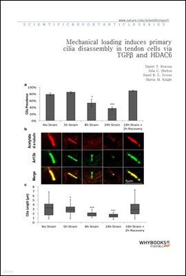 Mechanical loading induces primary cilia disassembly in tendon cells via TGF and HDAC6