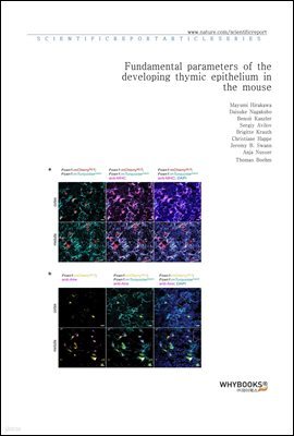 Fundamental parameters of the developing thymic epithelium in the mouse