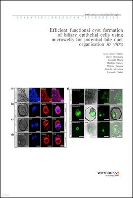 Efficient functional cyst formation of biliary epithelial cells using microwells for potential bile duct organisation in vitro