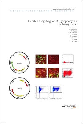 Durable targeting of B-lymphocytes in living mice