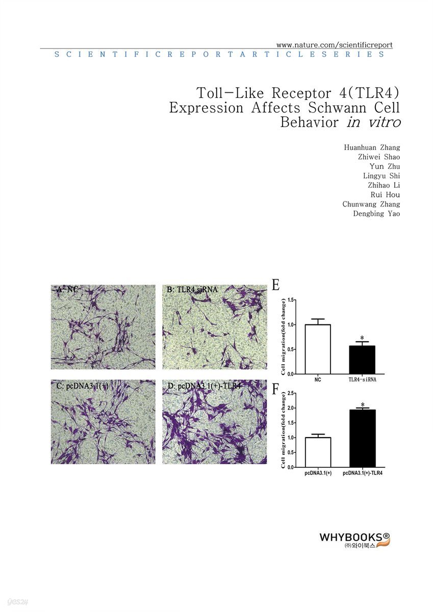 Toll-Like Receptor 4 (TLR4) Expression Affects Schwann Cell Behavior in vitro