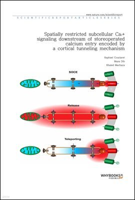 Spatially restricted subcellular Ca2+ signaling downstream of store-operated calcium entry encoded by a cortical tunneling mechanism