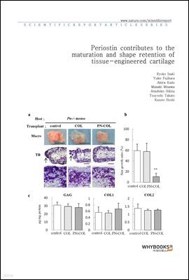 Periostin contributes to the maturation and shape retention of tissue-engineered cartilage