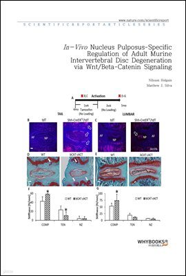 In-Vivo Nucleus Pulposus-Specific Regulation of Adult Murine Intervertebral Disc Degeneration via WntBeta-Catenin Signaling