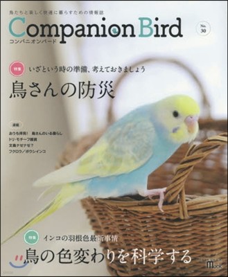 Companion Bird  30
