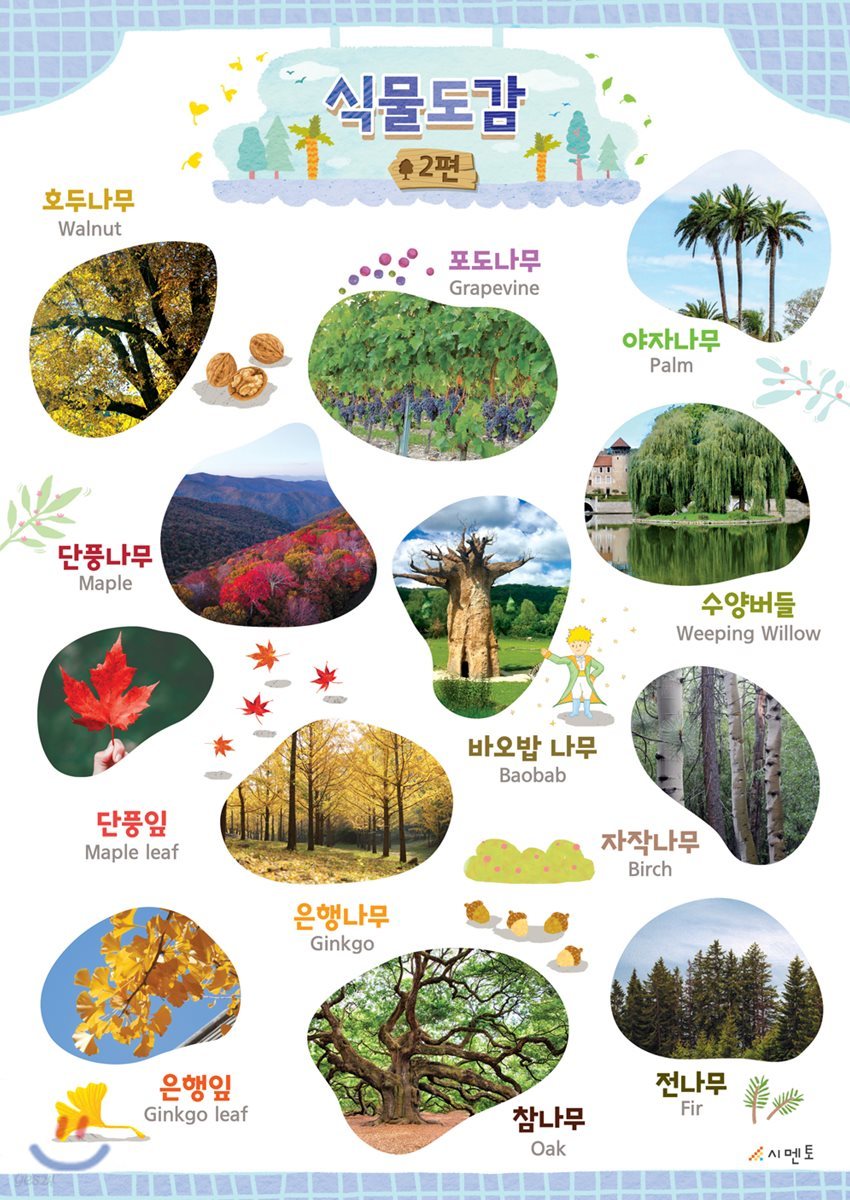 시멘토 학습벽보 학습앱 식물도감 2
