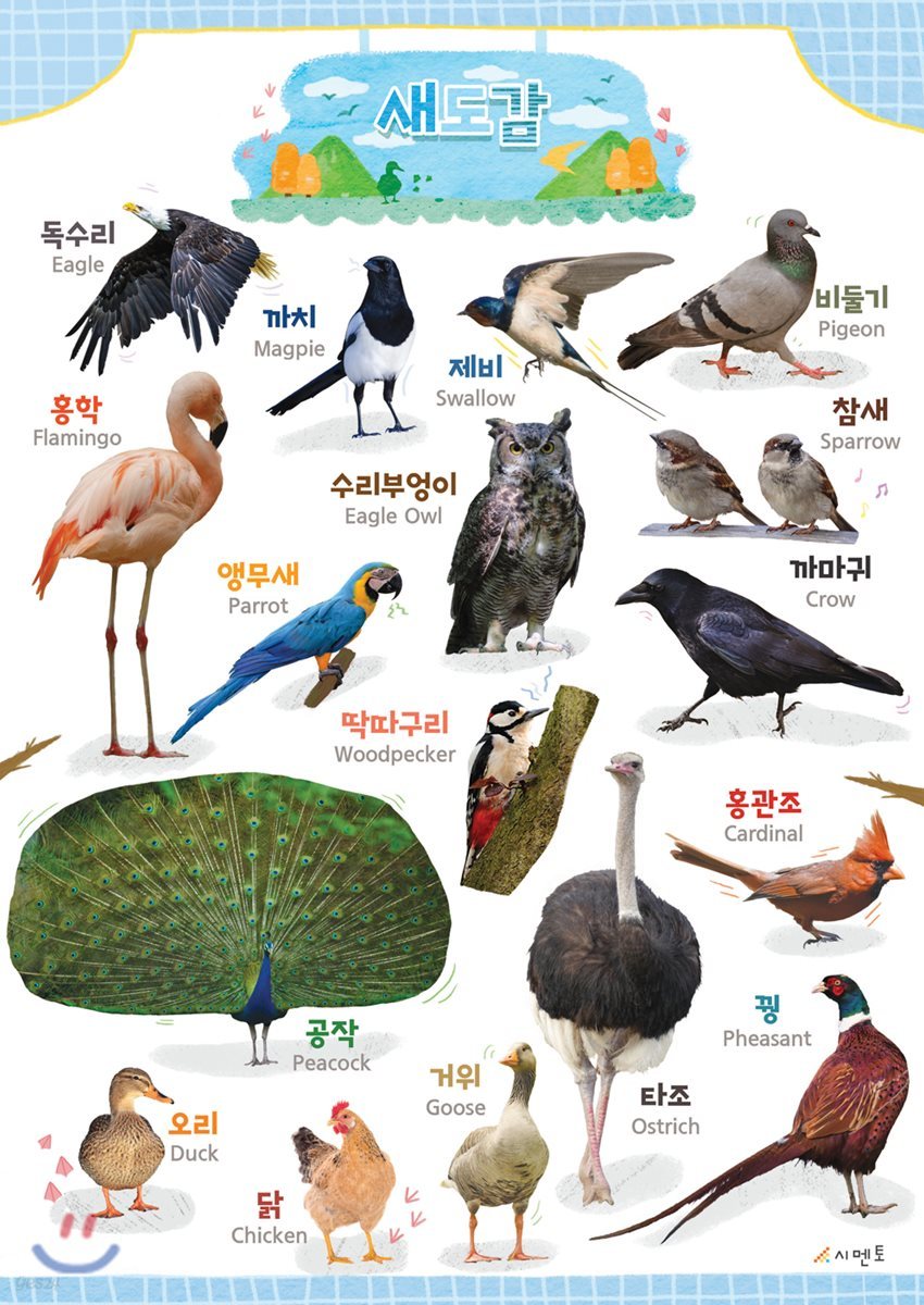 시멘토 학습벽보 학습앱 새도감