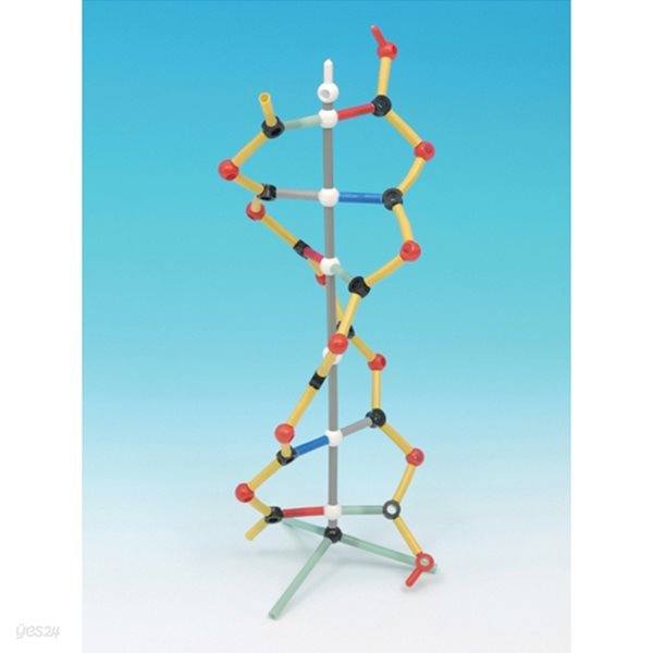 소형 DNA 분자구조 키트