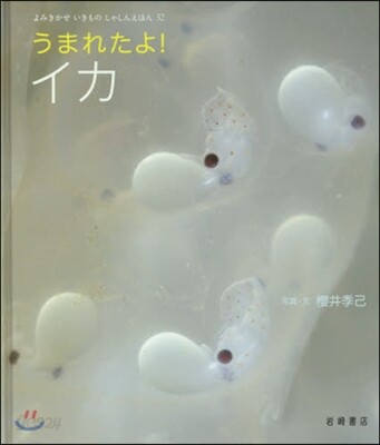 うまれたよ! イカ