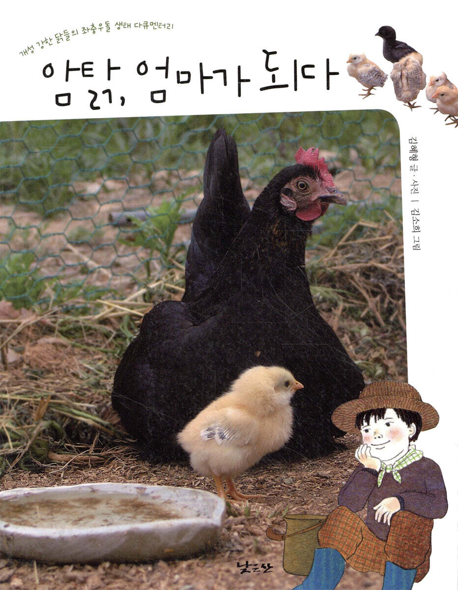 암탉, 엄마가 되다