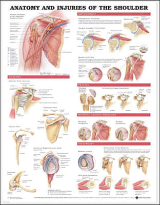 Anatomy and Injuries of the Shoulder Anatomical Chart