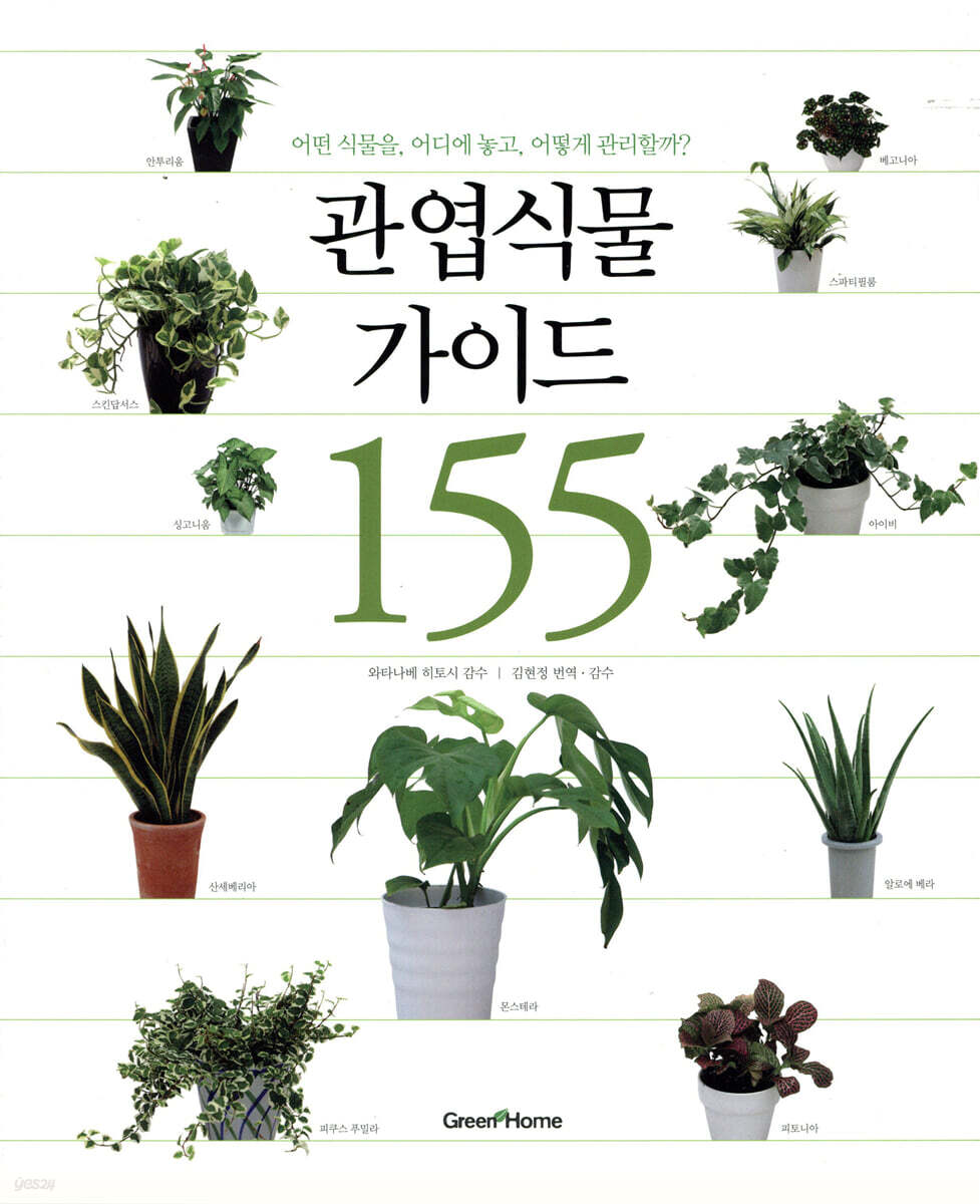 관엽식물 가이드 155