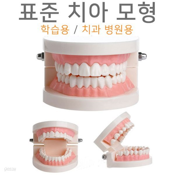 치아모형 (표준형) 모형치아 이빨모형 구강모형 교재