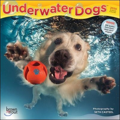 Underwater Dogs 2020 Calendar