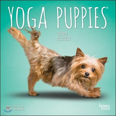 Yoga Puppies 2020 Calendar