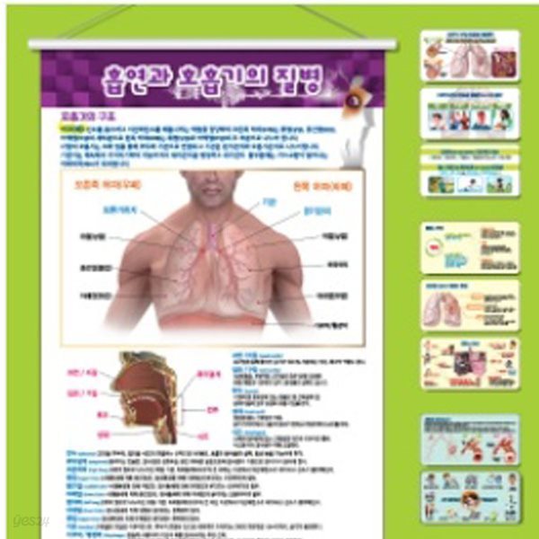 보건교구 흡연과 호흡기의 질병 COPD,폐암,천식(족자형) kim3-459