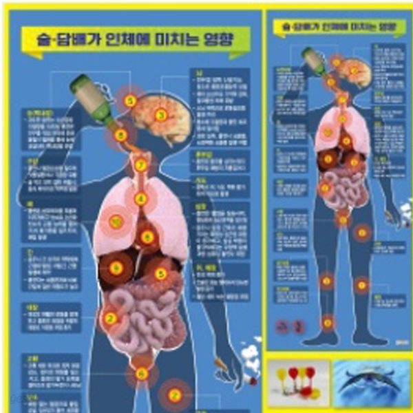 보건교구 술과 담배가 인체에 미치는 영향-족자(kim3-704)