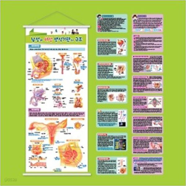 성보건교구 남성 여성 생식기구조 자석족자 (kim3-543) (옵션선택)