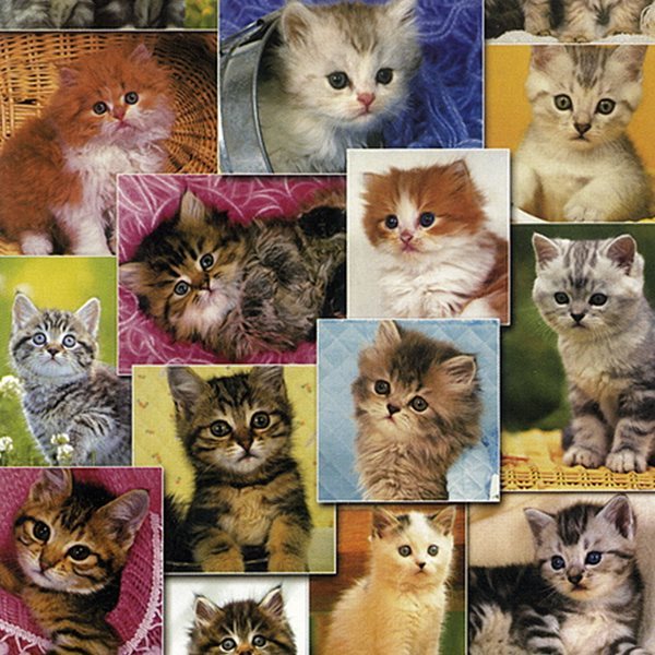 고양이 컬렉션 [150피스/직소퍼즐/동물/PL263]