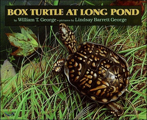 Box Turtle at Long Pond