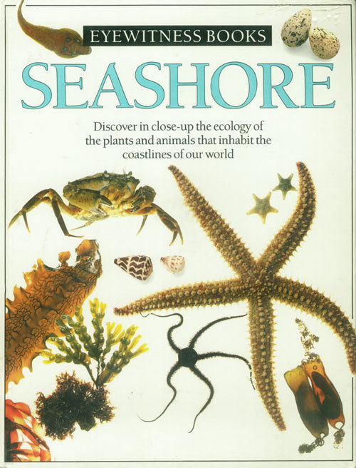 Seashore (Eyewitness Books) (Hardcover)