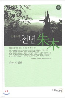 천년 주목 中