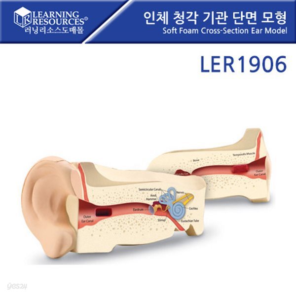 교육완구 러닝리소스 LER 1906 인체 청각 기관 단면 모형 Soft Foam Cross-Section Ear Model뉴스프라우츠