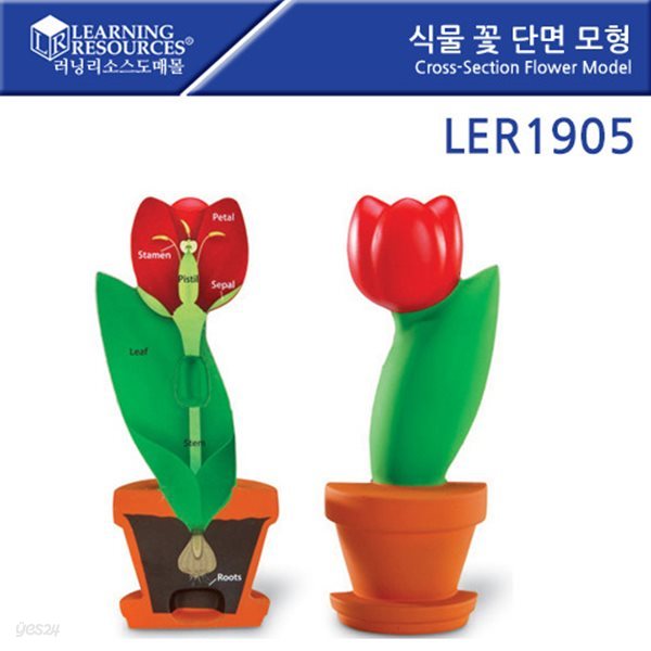 교육완구 러닝리소스 LER 1905 식물 꽃 단면 모형 Cross-Section Flower Model뉴스프라우츠