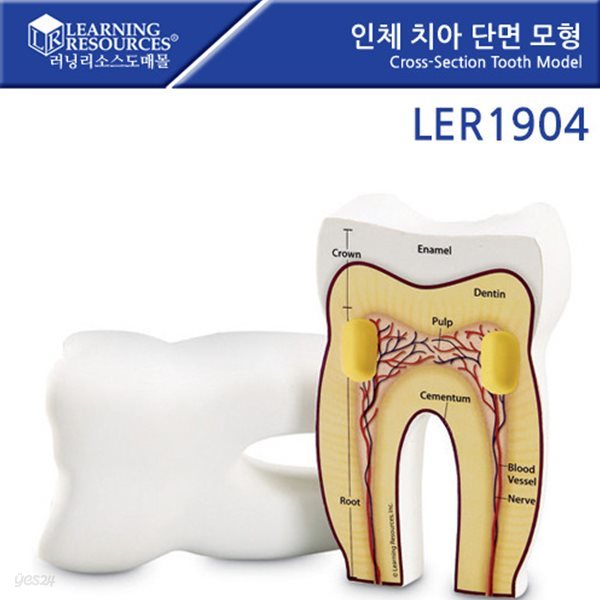 교육완구 러닝리소스 LER 1904 인체 치아 단면 모형 Cross-Section Tooth Model뉴스프라우츠