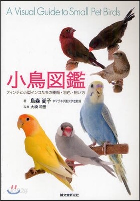 小鳥圖鑑 フィンチと小型インコたちの種類.羽色.飼い方