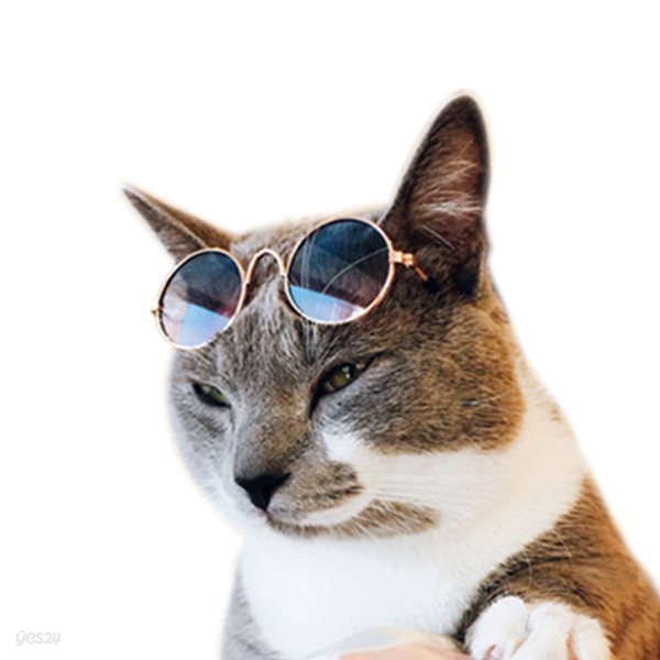 예보들 선글라스 강아지 고양이 냥글라스 애견 안경 햇빛차단