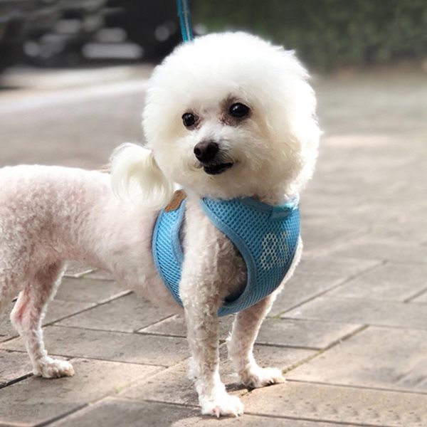 예보들 강아지 가슴줄 하네스 애견 반려견목줄 소형견 대형견