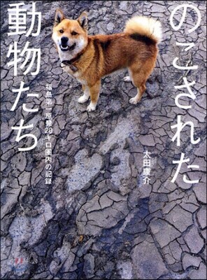 のこされた動物たち 福島第一原發20キロ圈內の記錄