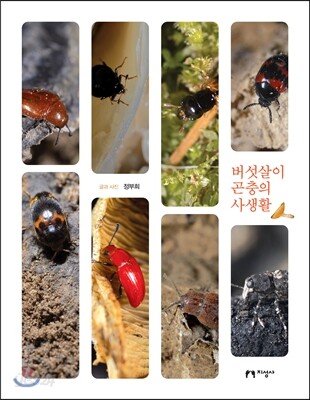 버섯살이 곤충의 사생활